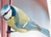 Web_FlyingHippo_4_w