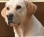 Bird Dog